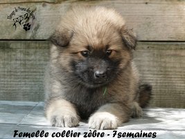chiot eurasier