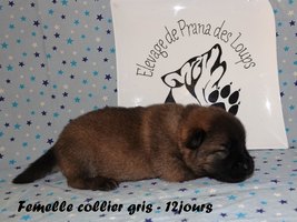 chiot eurasier