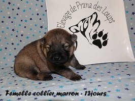 chiot eurasier