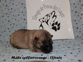 chiot eurasier