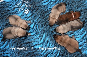 chiot eurasier