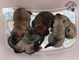 chiot eurasier