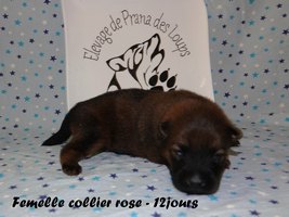 chiot eurasier