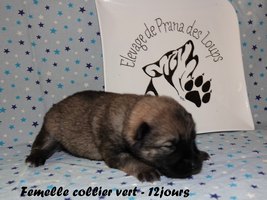 chiot eurasier