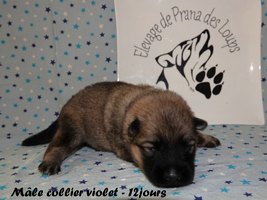 chiot eurasier