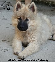 chiot eurasier