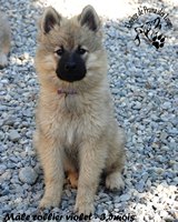 chiot eurasier