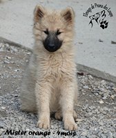 chiot eurasier