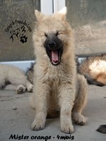 chiot eurasier