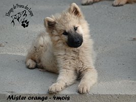 chiot eurasier