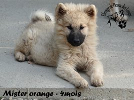 chiot eurasier