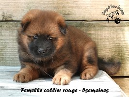 chiot eurasier