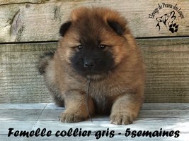 chiot eurasier