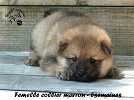 chiot eurasier