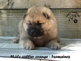 chiot eurasier