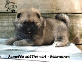 chiot eurasier