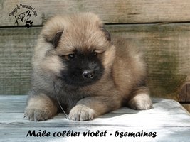 chiot eurasier