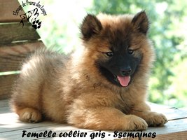 chiot eurasier