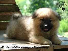 chiot eurasier