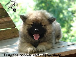 chiot eurasier