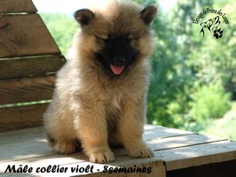 chiot eurasier
