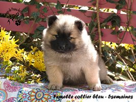 chiot eurasier