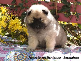 chiot eurasier