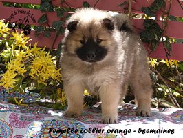 chiot eurasier
