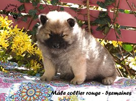 chiot eurasier