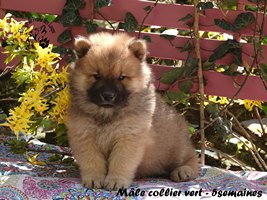 chiot eurasier