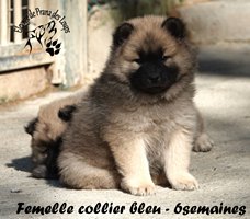 chiot eurasier