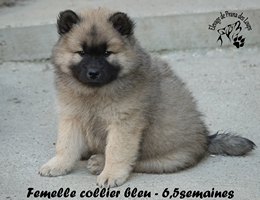 chiot eurasier