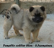 chiot eurasier