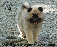 chiot eurasier