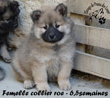 chiot eurasier