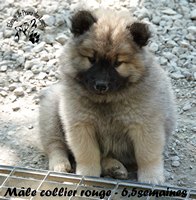 chiot eurasier