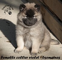 chiot eurasier