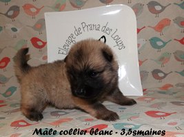chiot eurasier
