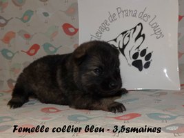 chiot eurasier