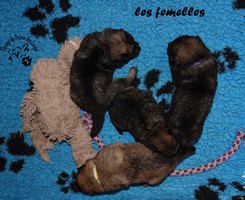 chiot eurasier