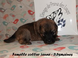 chiot eurasier