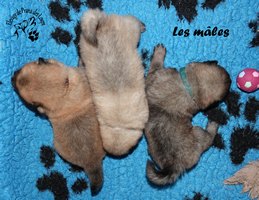chiot eurasier