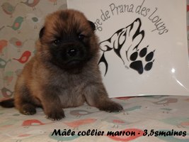 chiot eurasier