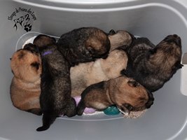 chiot eurasier