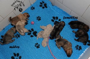 chiot eurasier