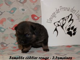 chiot eurasier