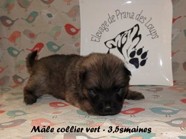 chiot eurasier