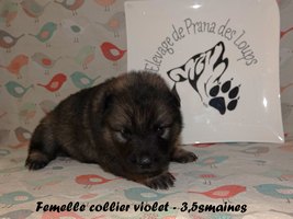 chiot eurasier