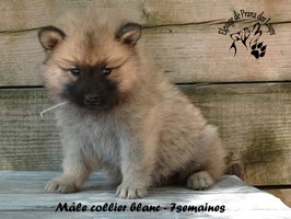 chiot eurasier