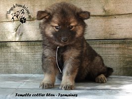 chiot eurasier